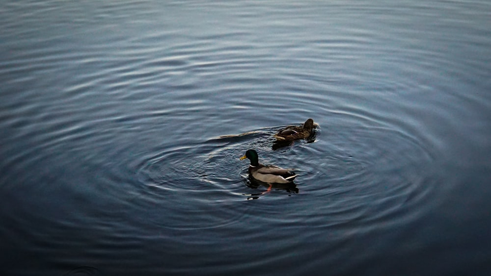 a couple of ducks swimming on top of a lake