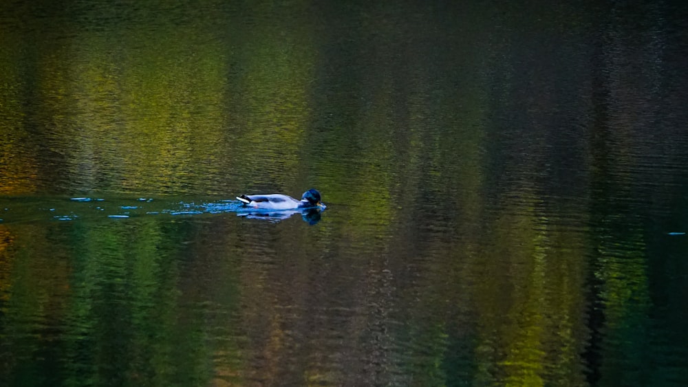a duck swimming in a lake surrounded by trees