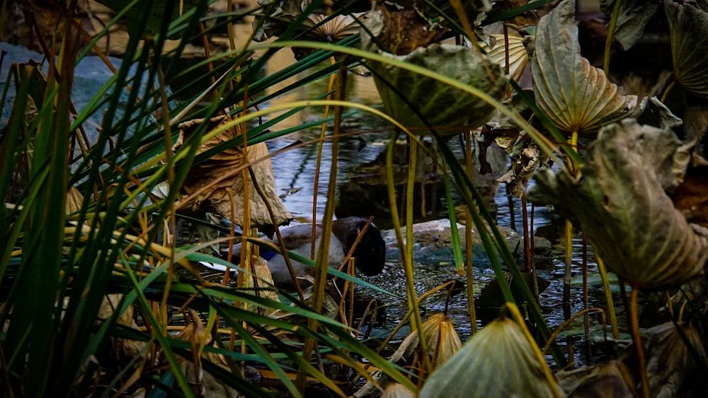a bird is standing in the water surrounded by plants