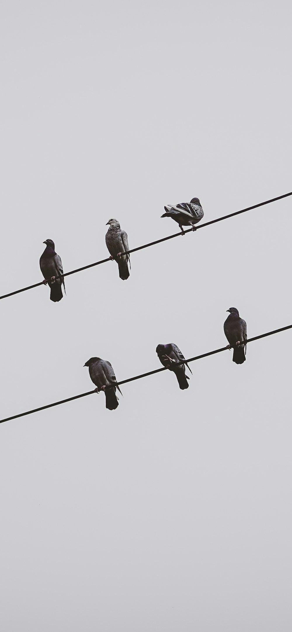 Una bandada de pájaros sentados encima de las líneas eléctricas