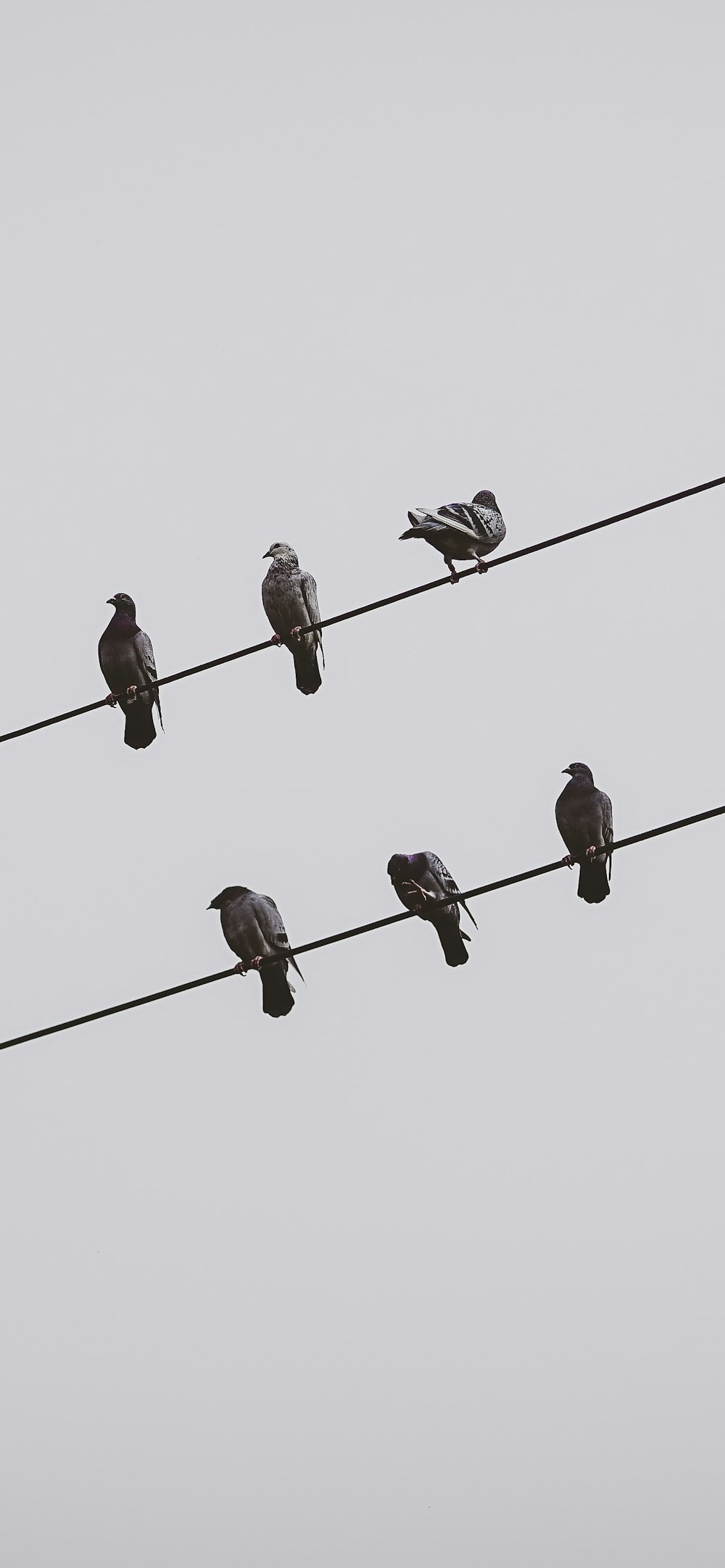 a flock of birds sitting on top of power lines