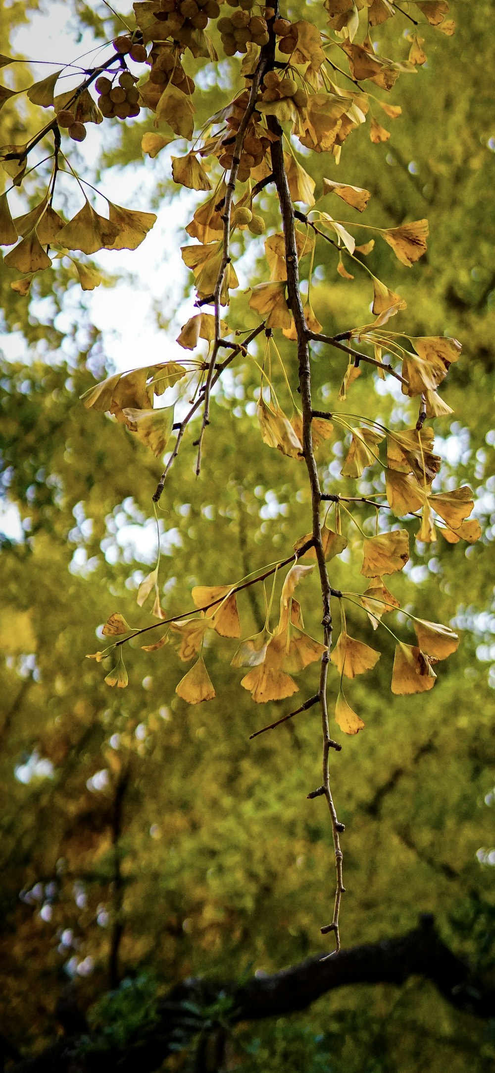 a branch with yellow leaves hanging from it