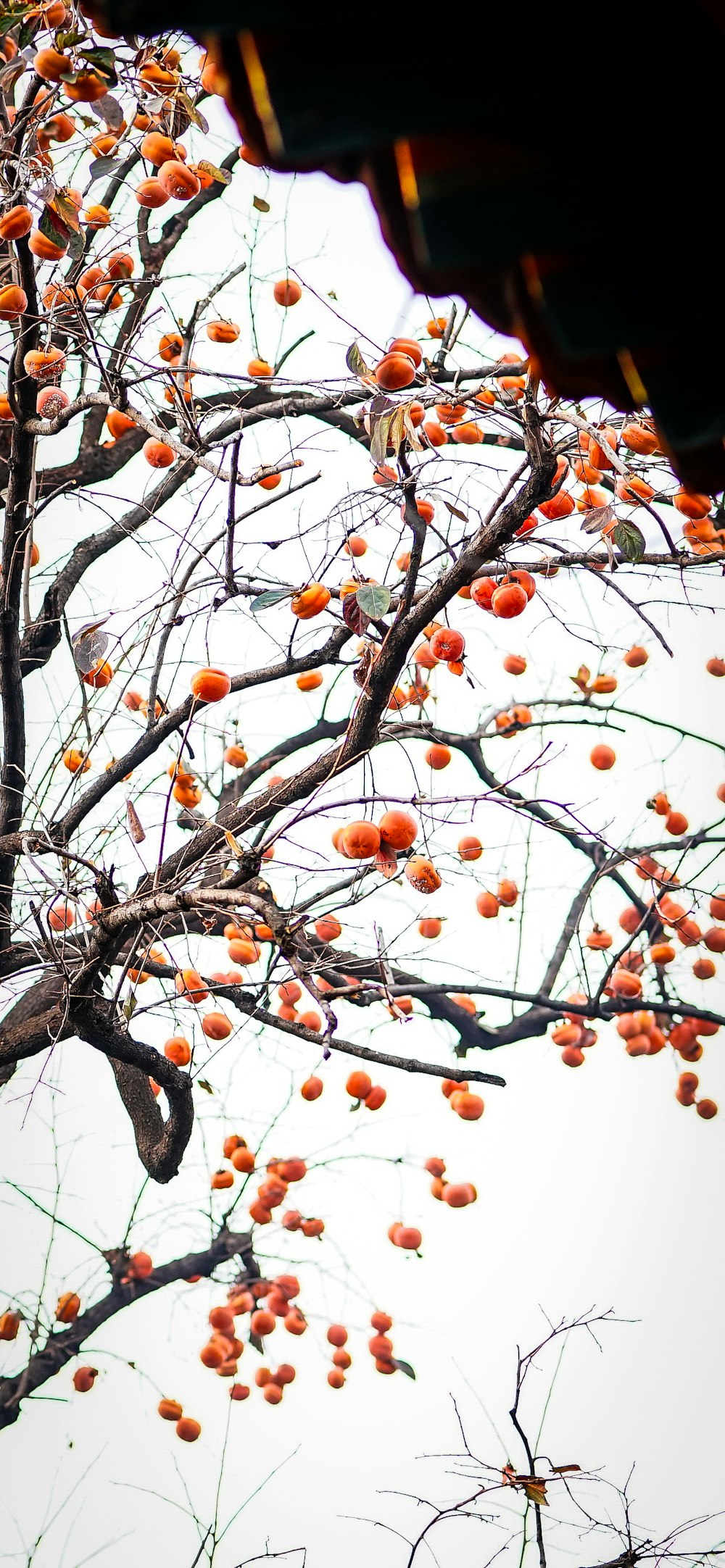 a tree filled with lots of orange fruit