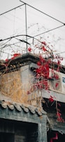 A rooftop adorned with climbing red leaves and dried grasses. The roof is built with traditional gray tiles and a modern touch is seen with the presence of an air conditioning unit. Above, a simple metal framework stands against a cloudy gray sky, suggesting urban vulnerabilities.