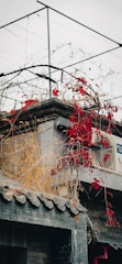 A rooftop adorned with climbing red leaves and dried grasses. The roof is built with traditional gray tiles and a modern touch is seen with the presence of an air conditioning unit. Above, a simple metal framework stands against a cloudy gray sky, suggesting urban vulnerabilities.