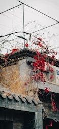 A rooftop adorned with climbing red leaves and dried grasses. The roof is built with traditional gray tiles and a modern touch is seen with the presence of an air conditioning unit. Above, a simple metal framework stands against a cloudy gray sky, suggesting urban vulnerabilities.