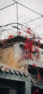 A rooftop adorned with climbing red leaves and dried grasses. The roof is built with traditional gray tiles and a modern touch is seen with the presence of an air conditioning unit. Above, a simple metal framework stands against a cloudy gray sky, suggesting urban vulnerabilities.