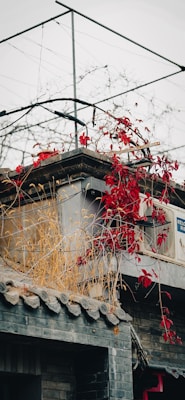 A rooftop adorned with climbing red leaves and dried grasses. The roof is built with traditional gray tiles and a modern touch is seen with the presence of an air conditioning unit. Above, a simple metal framework stands against a cloudy gray sky, suggesting urban vulnerabilities.