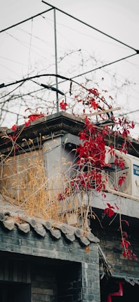 A rooftop adorned with climbing red leaves and dried grasses. The roof is built with traditional gray tiles and a modern touch is seen with the presence of an air conditioning unit. Above, a simple metal framework stands against a cloudy gray sky, suggesting urban vulnerabilities.