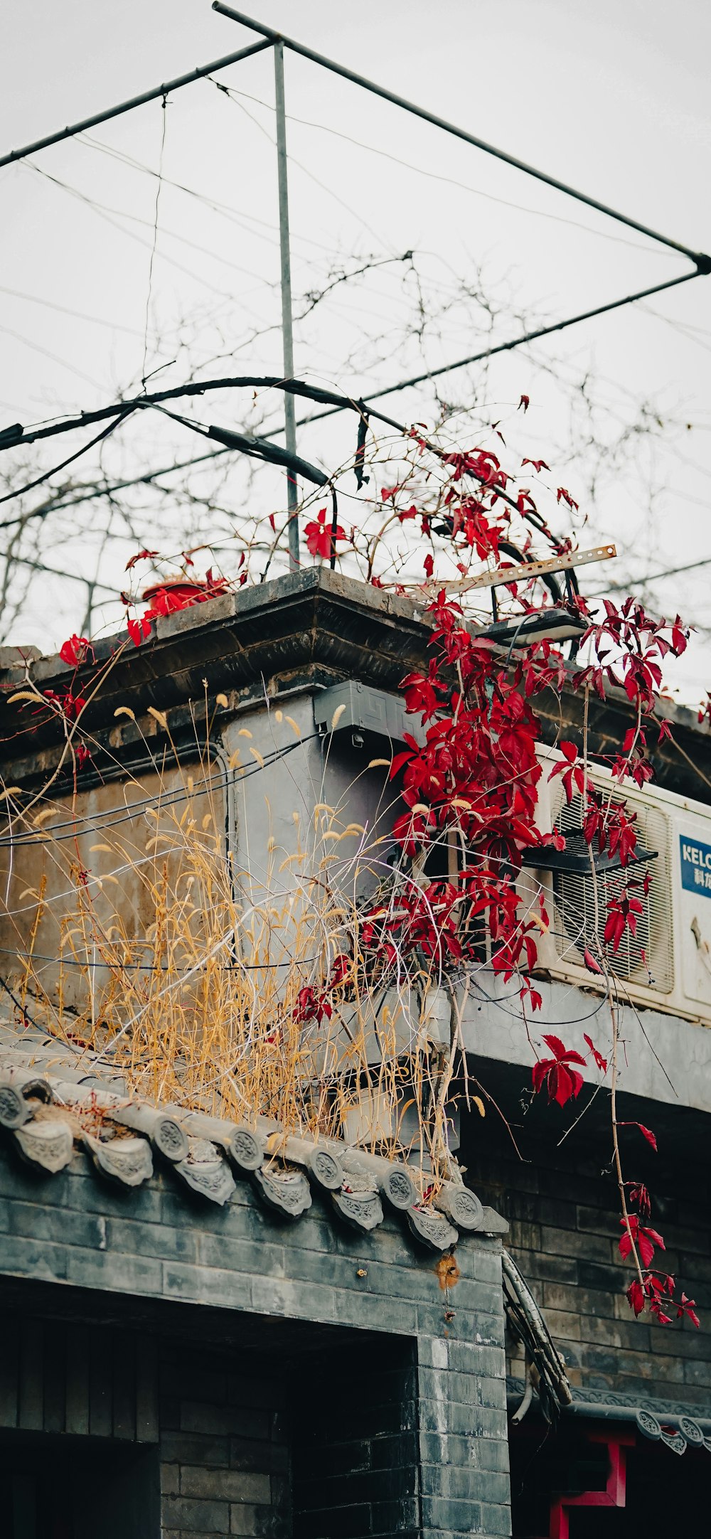 a building with vines growing on the roof