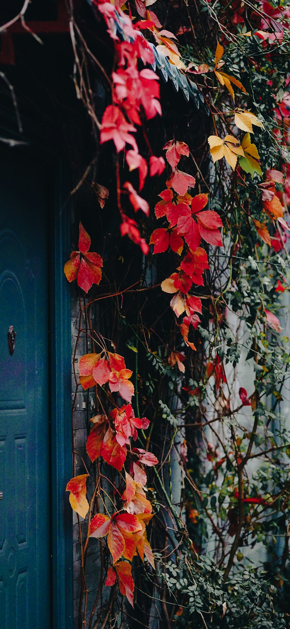 una puerta azul rodeada de hojas rojas y amarillas