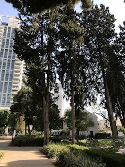 Tall trees with dense foliage stand prominently in a landscaped urban park. A modern high-rise building is partially visible in the background, creating a contrast between nature and architecture. Green shrubs and grass surround a paved walkway, with a couple of small white buildings nearby.