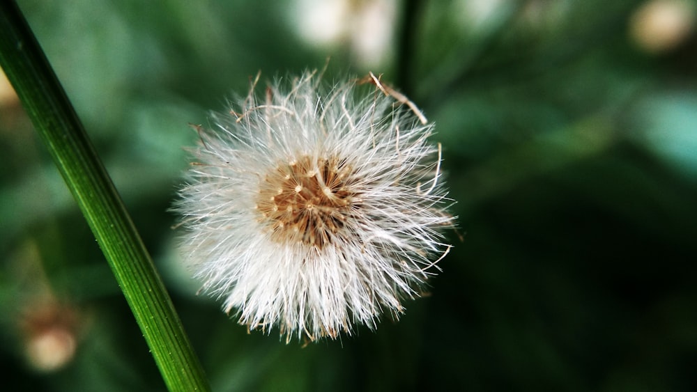 a close up of a dandelion on a plant