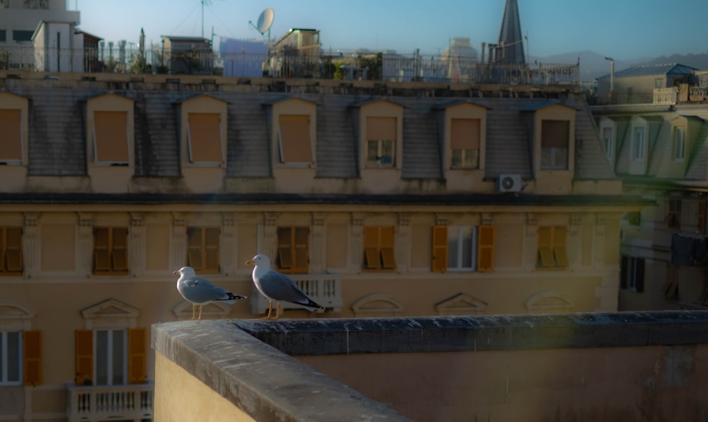 two birds sitting on the ledge of a building