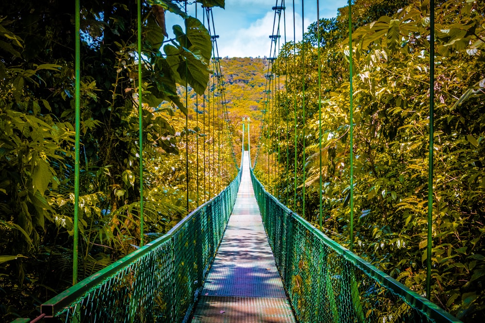 a suspension bridge in the middle of a forest
