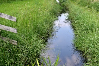 a small stream running through a lush green field