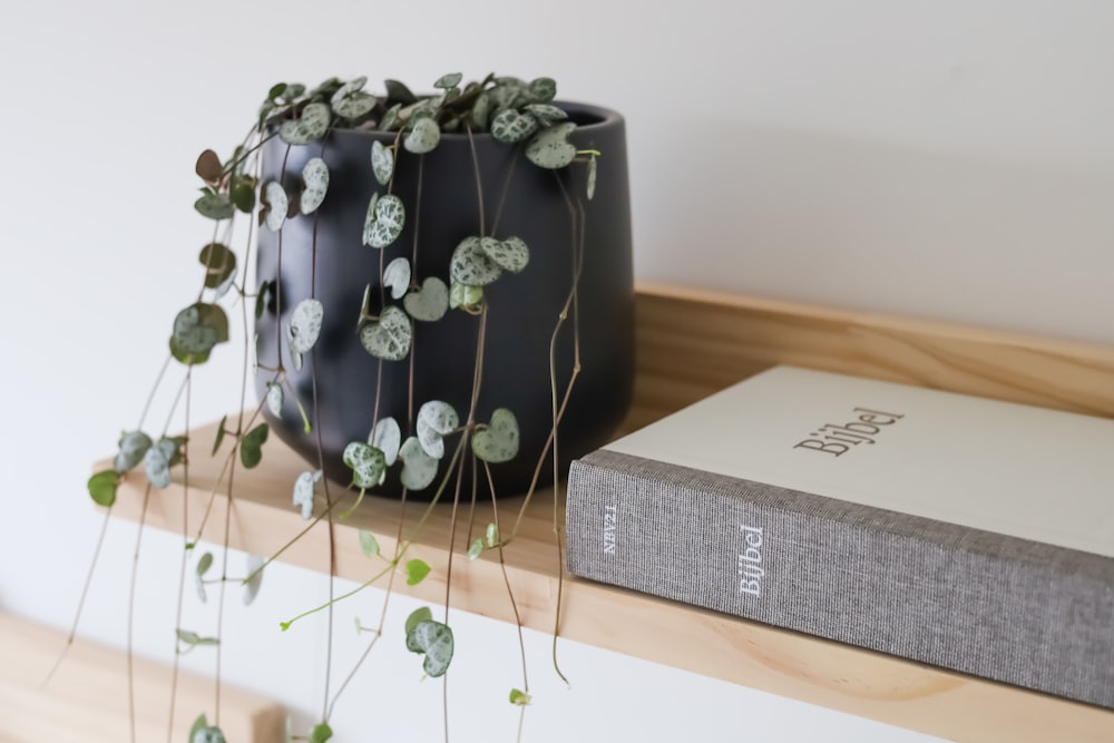 a book sitting on a shelf next to a plant
