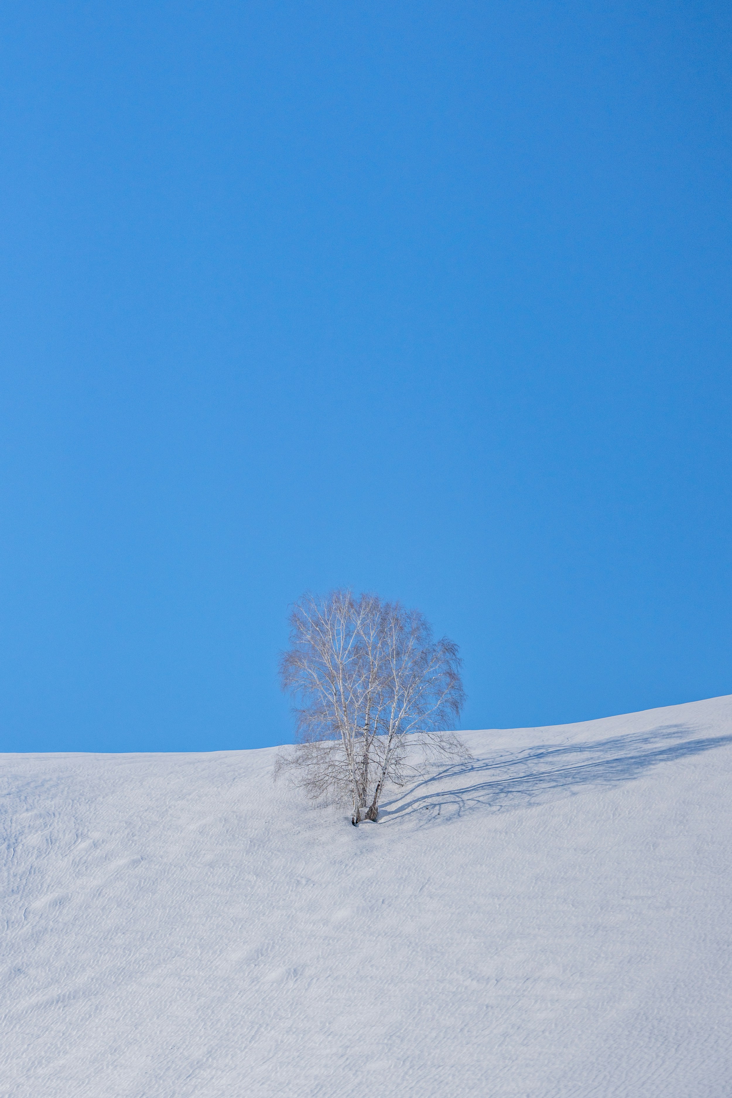 a lone tree in the middle of a snow covered hill
