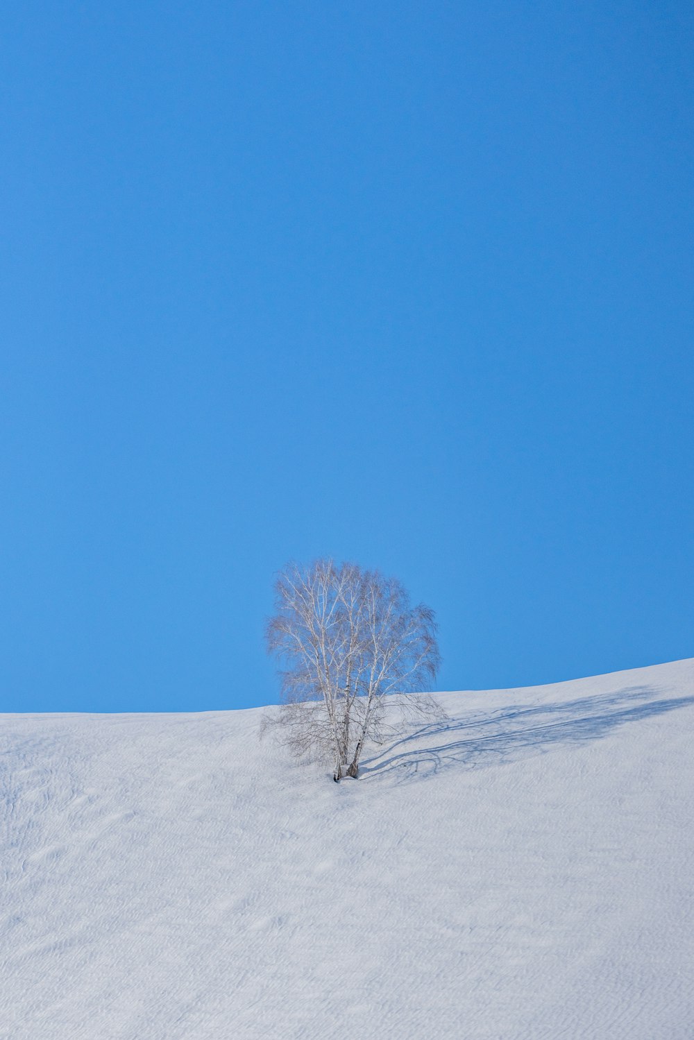 a lone tree in the middle of a snow covered hill
