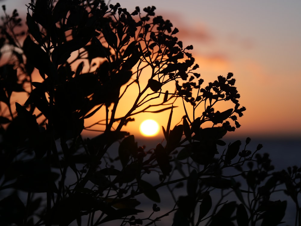 the sun is setting behind a tree branch