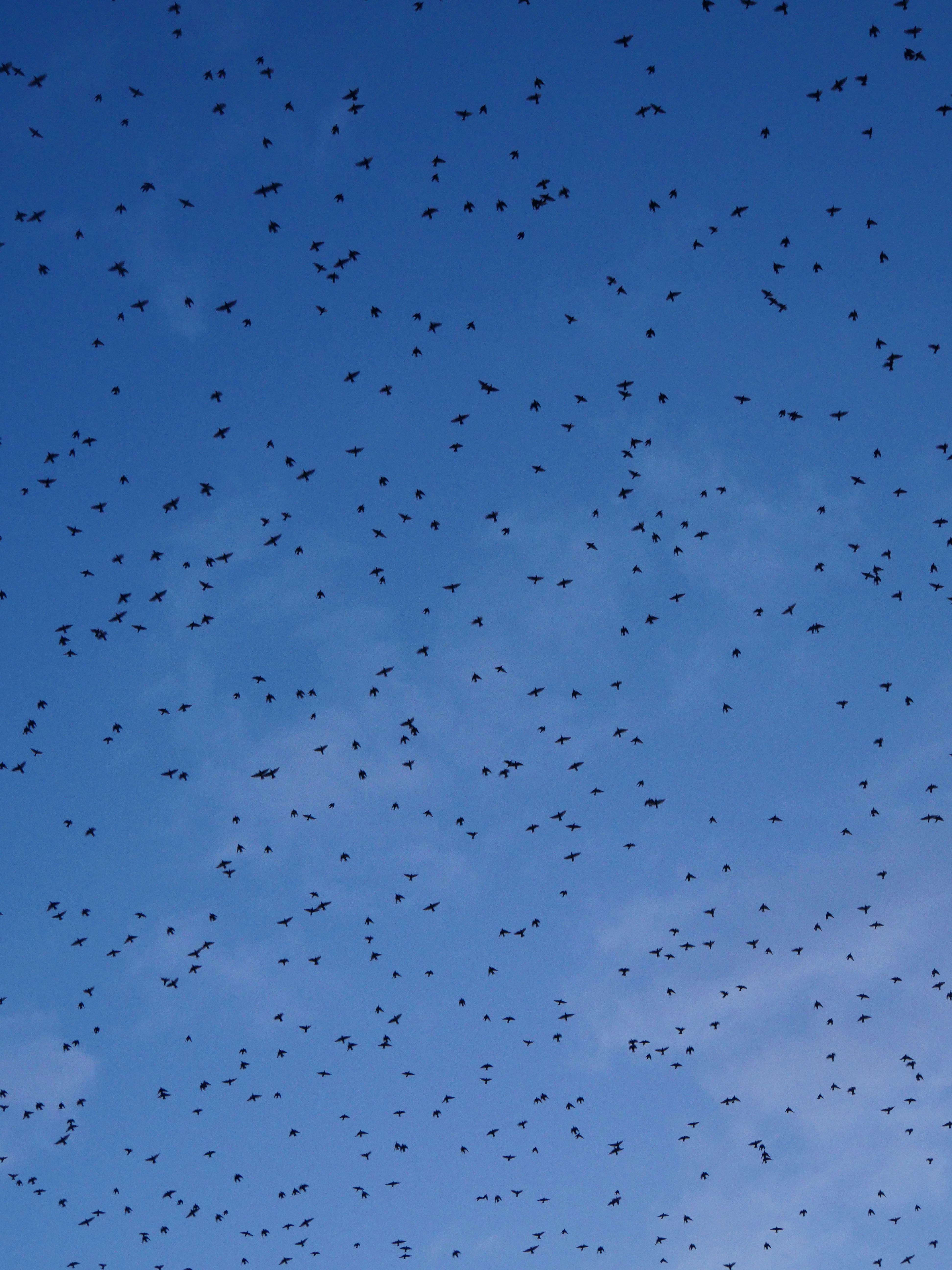 Photo by nimbus_vulpis