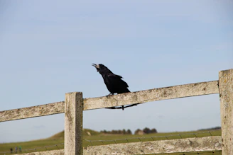 A group of crows perched on a weathered fence in a green field.