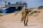 A person dressed in military uniform, adorned with medals, is walking on a sandy area. In the background, there is an old ship mounted as a display. The setting is outdoors with sand dunes and sparse vegetation.
