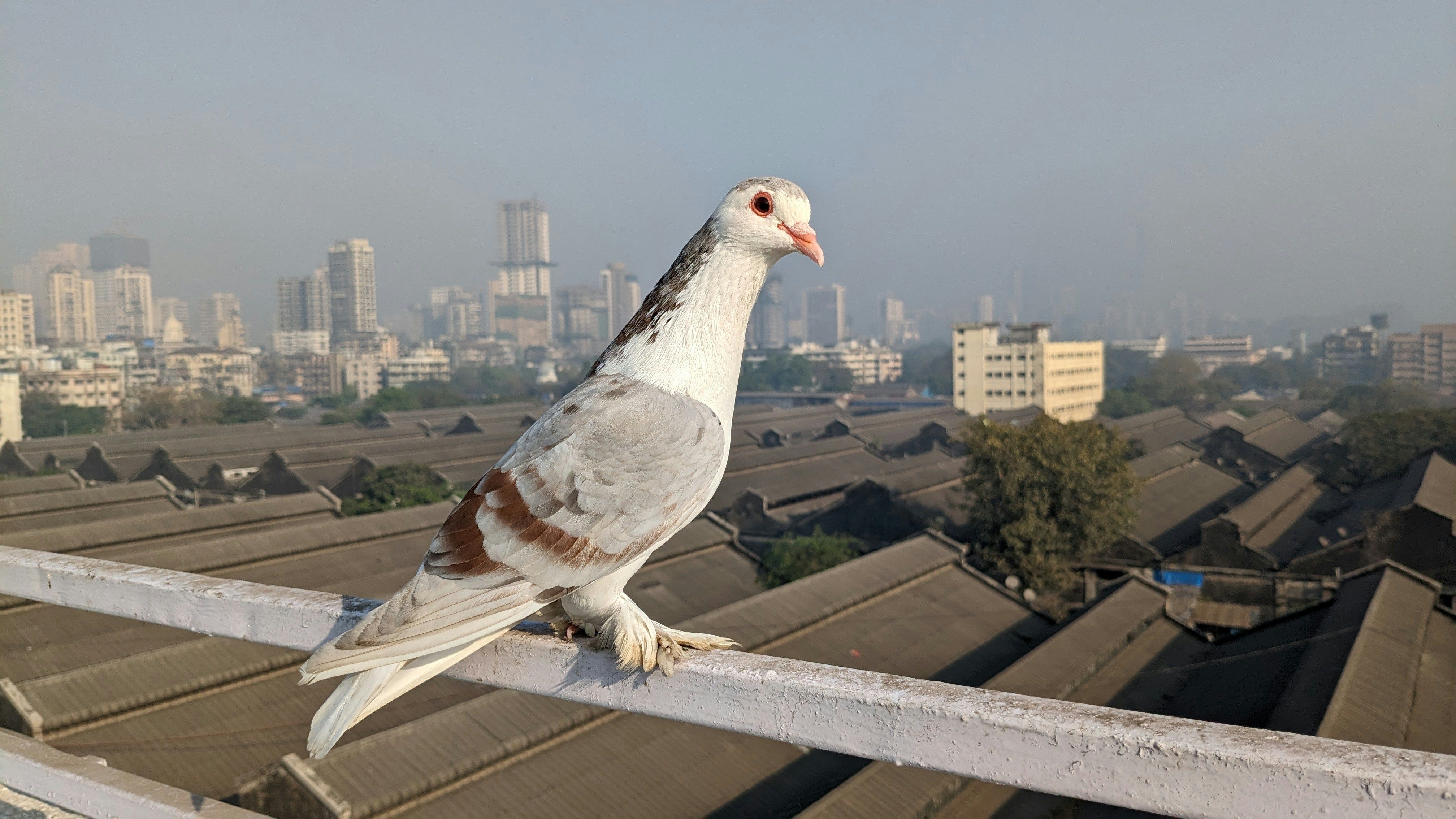 The Cornerstone of a Champion Loft: Uncompromising Quality in Pigeon Racing