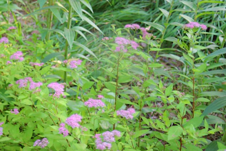 Close-up of native plants thriving in a restored Tennessee garden.