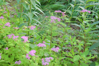 Close-up of native plants thriving in a restored Tennessee garden.