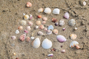 A collection of assorted seashells scattered along a beach at sunset, glowing with warm orange and gold tones.