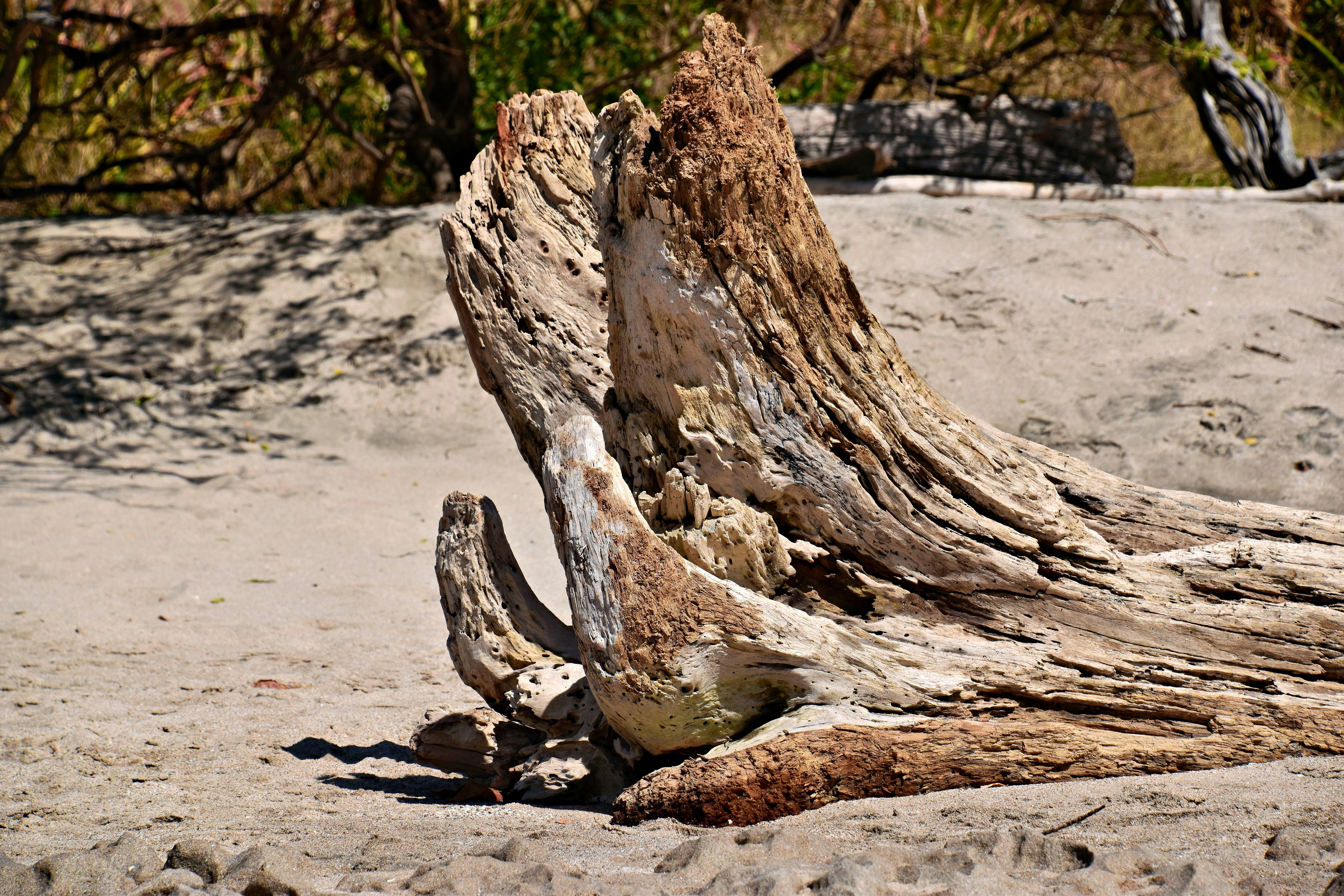 a close up of a tree stump on a beach, 