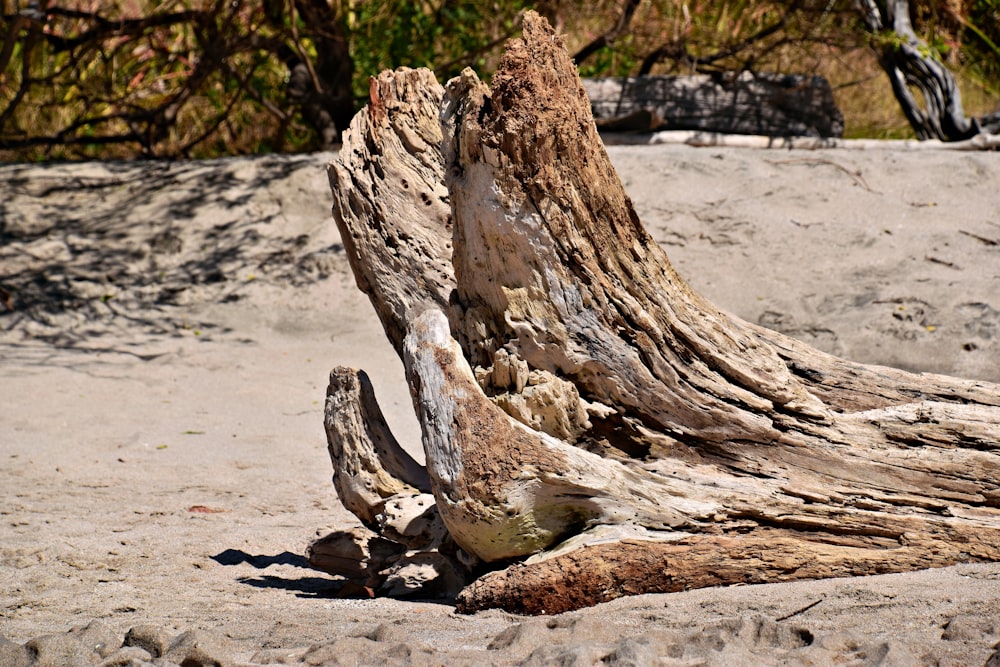 a close up of a tree stump on a beach
