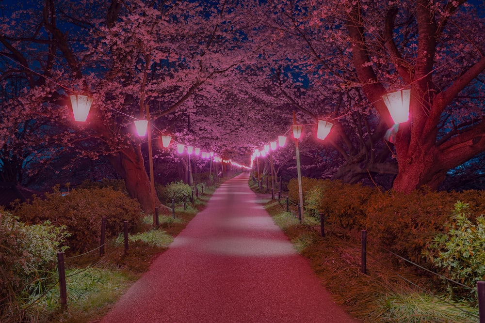 a pathway lined with trees and lights at night