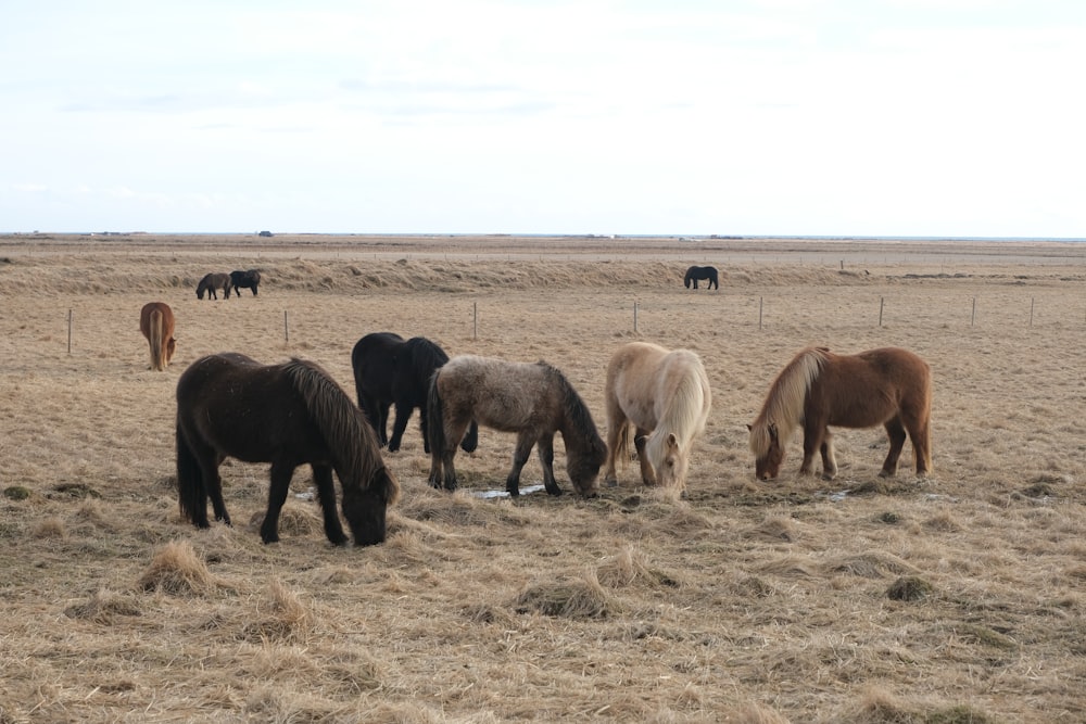 Eine Herde Pferde grast auf einem trockenen Grasfeld
