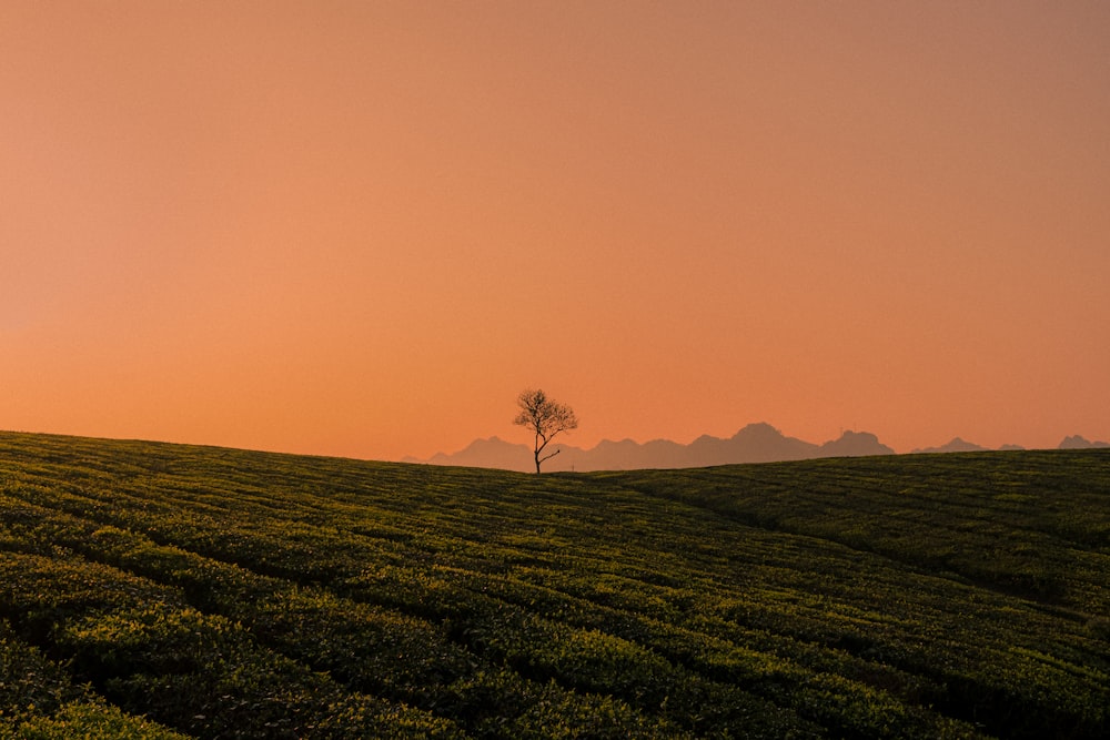 a lone tree stands in the middle of a field