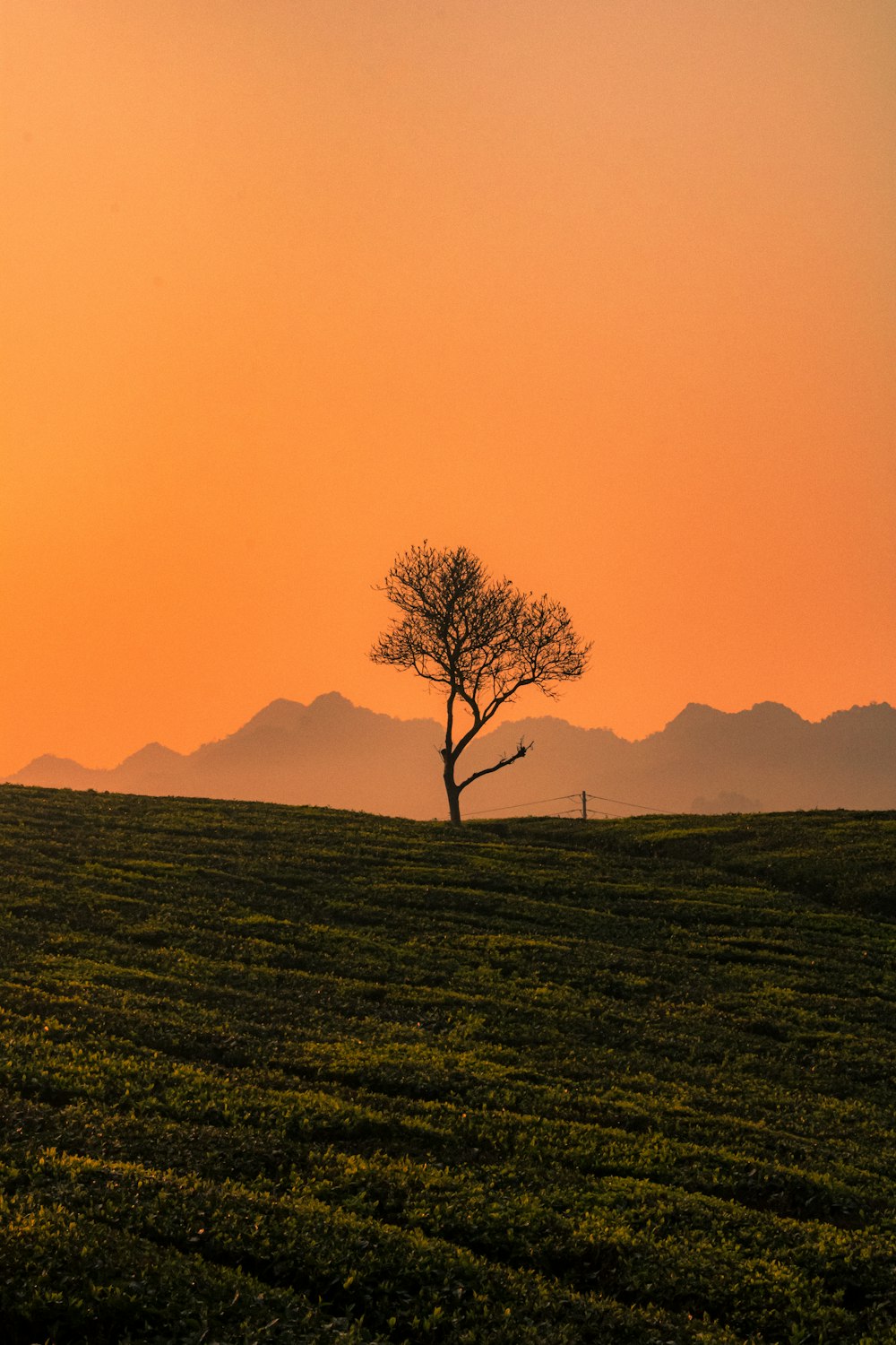 a lone tree in a field with mountains in the background