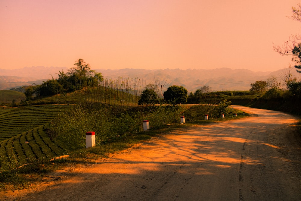 a dirt road with a row of trees on the side of it