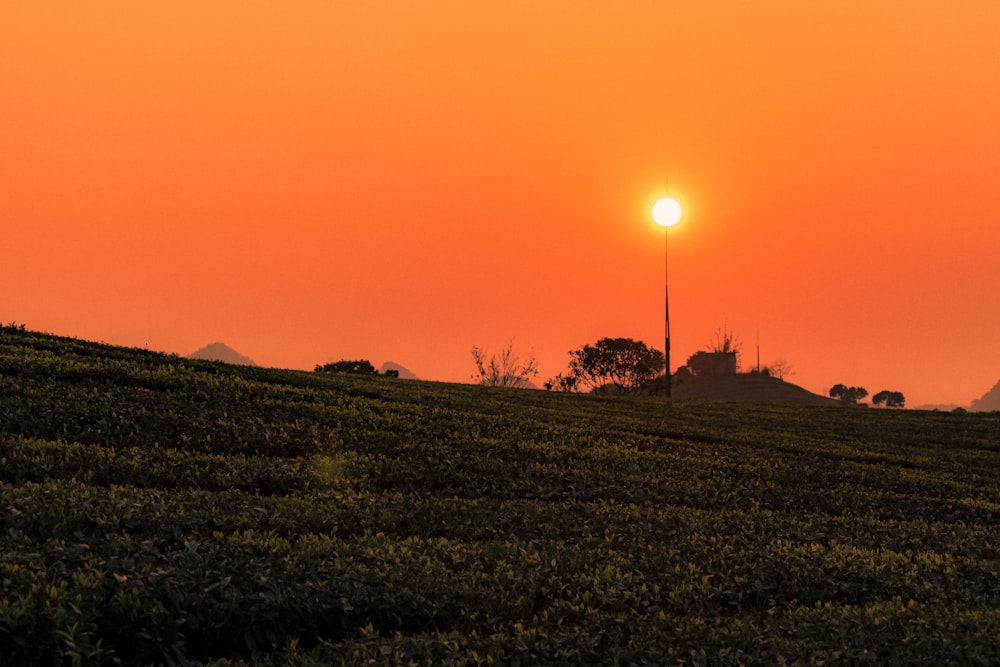 the sun is setting over a field of crops