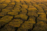 Rows of young green tea plants glowing under morning sunlight.