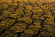 Freshly plucked tea leaves laid out under warm sunlight in a Rajasthan garden.