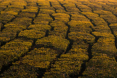 Rows of young green tea plants glowing under morning sunlight.