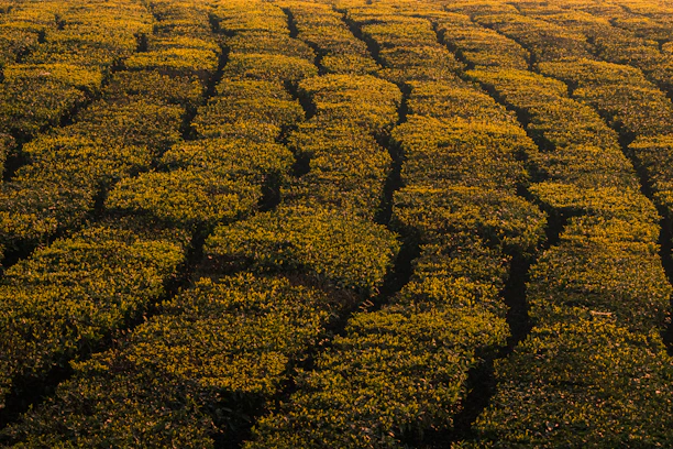 A vibrant spice plantation bathed in morning sunlight, showcasing rows of turmeric and ginger plants.