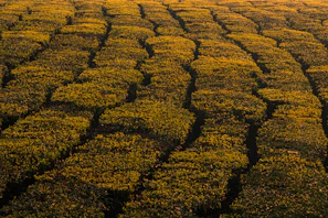 Rows of black tea leaves drying under the sun in Assam estate yards.