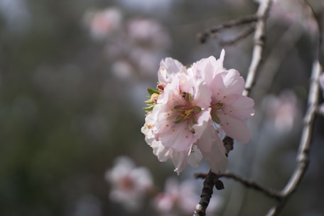 a close up of a flower on a tree