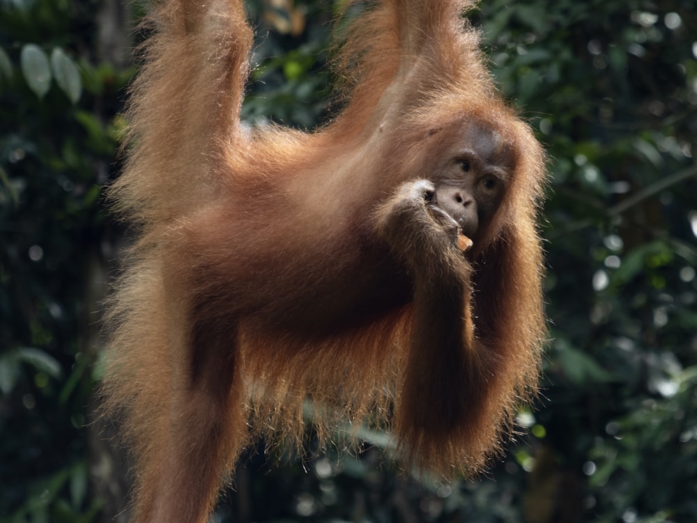 a baby oranguel hanging from a tree branch