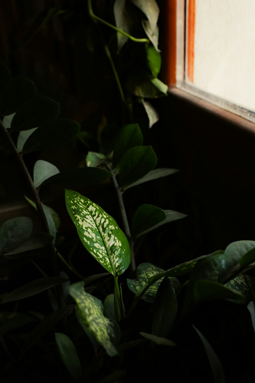 a close up of a plant near a window