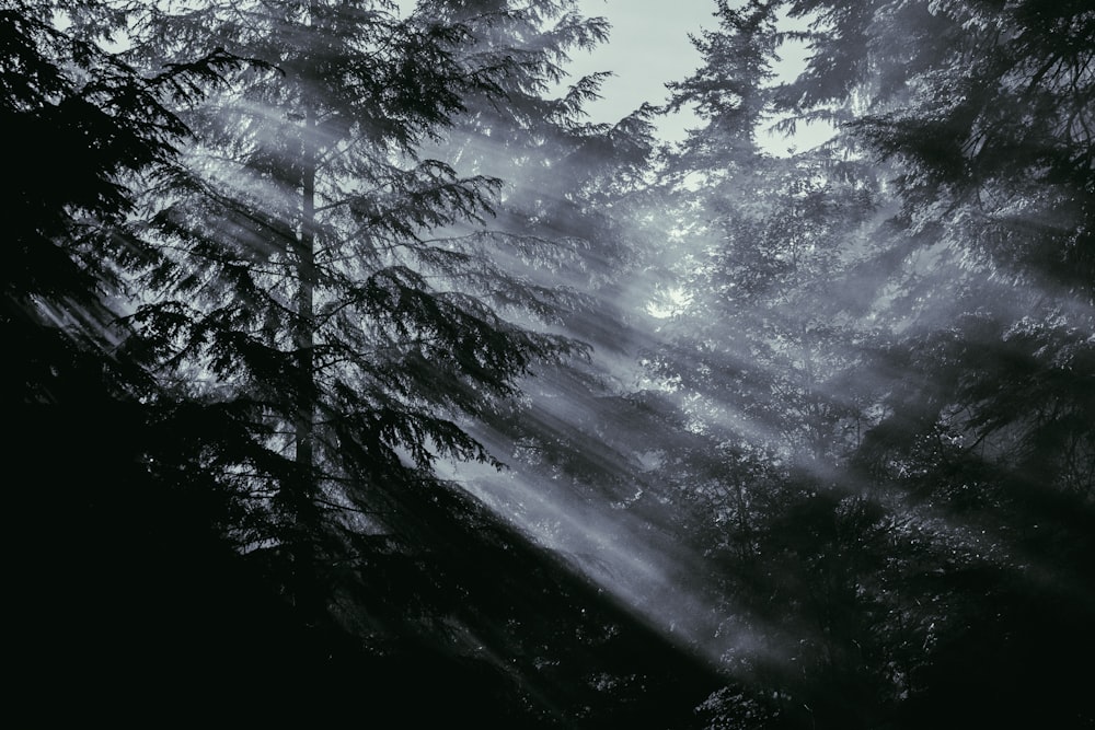 a forest filled with lots of tall trees