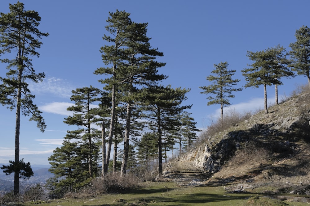 a dirt road surrounded by tall pine trees