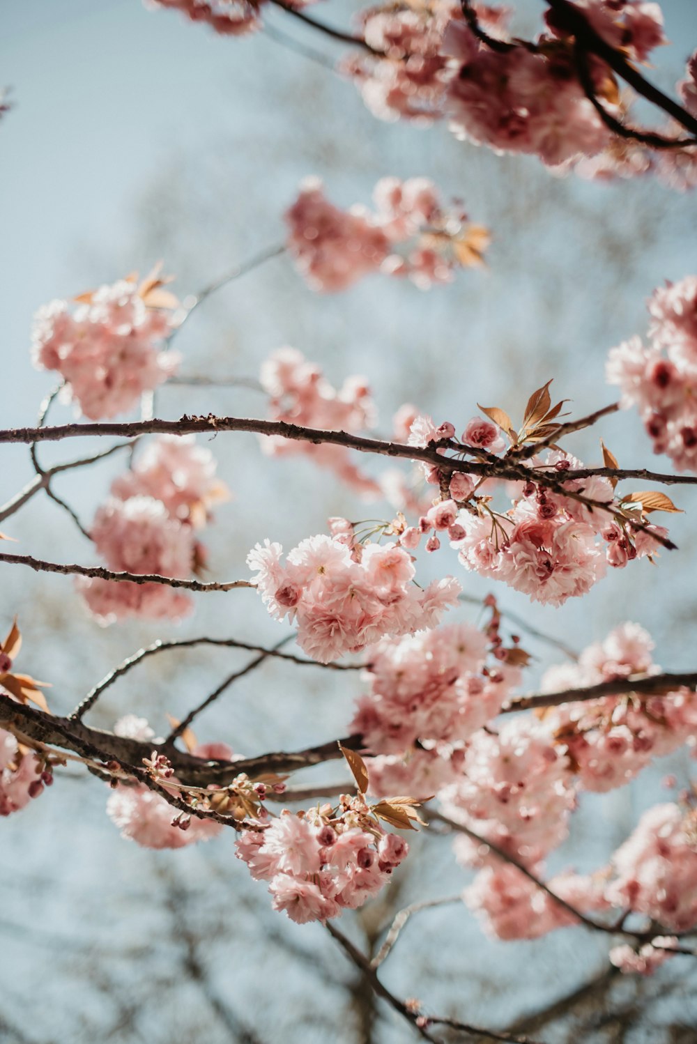 a tree with lots of pink flowers on it